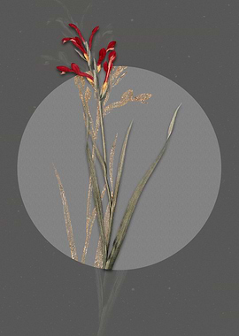 Vintage Gladiolus Cunonius