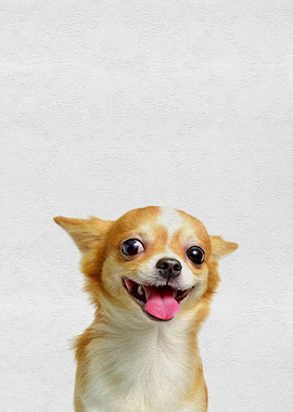 Pet Cute Puppy Chihuahua