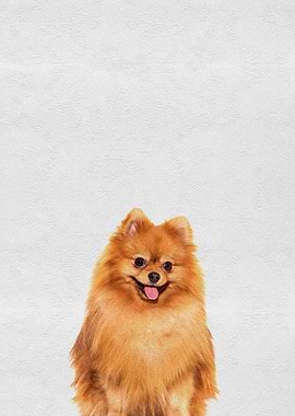 Cute Pet Puppy Pomeranian
