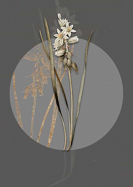 Drooping Star of Bethlehem