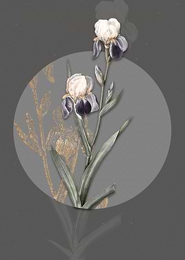 Vintage Elder Scented Iris