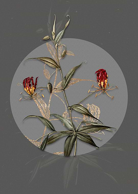 Vintage Flame Lily Flowers