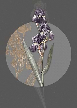 Vintage Dalmatian Iris