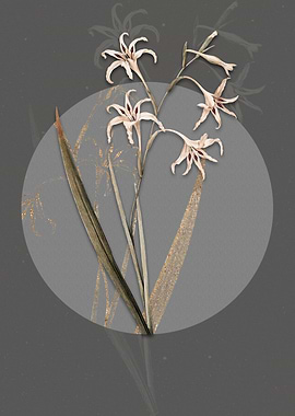 Gladiolus Cuspidatus