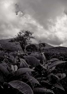 tea garden black and white