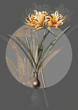 Golden Hurricane Lily