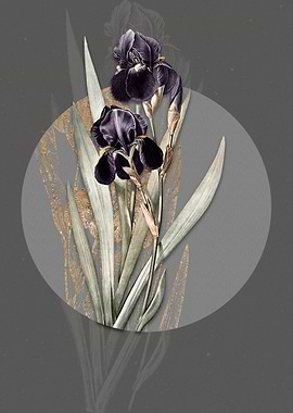 Vintage German Iris Flower