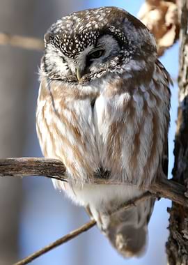 Boreal owl