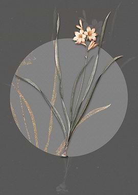 Vintage Gladiolus Lineatus