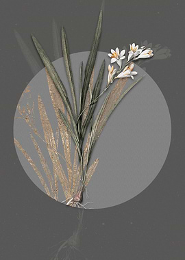 Gladiolus Xanthospilus