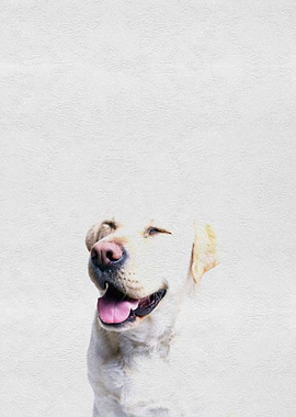 Pet Cute Puppy Labrador