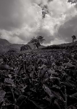 tea garden black and white