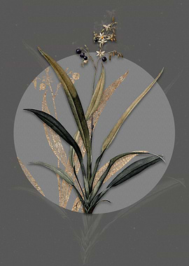 Vintage Flax Lilies Flower