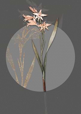 Gladiolus Cuspidatus