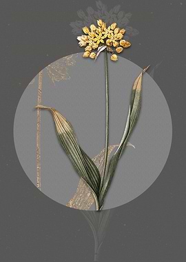 Vintage Golden Garlic