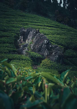 tea garden