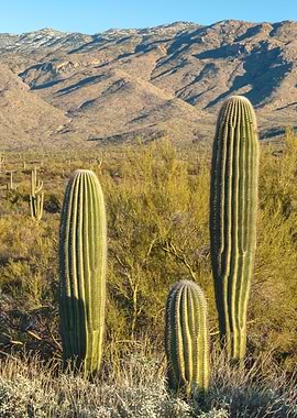 Saguaro Spears