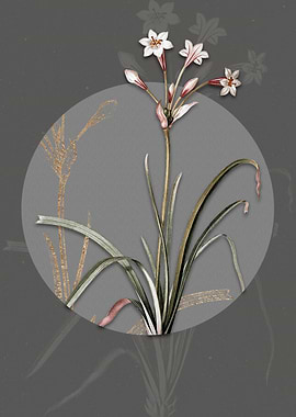 Crytanthus Vittatus Flower