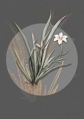 Vintage Fortnight Lily