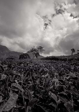 tea garden black and white