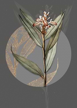 Vintage Globba Erecta