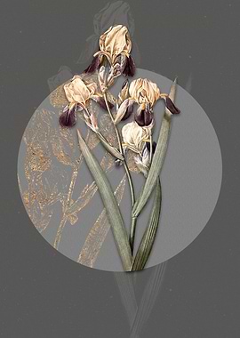 Vintage Elder Scented Iris