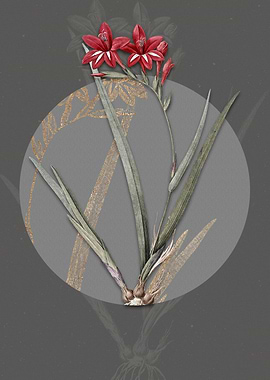 Gladiolus Cardinalis