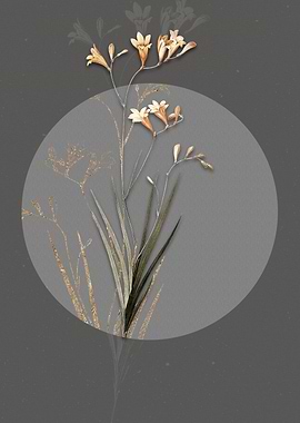 Vintage Freesia Flower