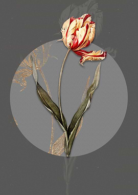 Vintage Didiers Tulip