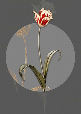 Vintage Didiers Tulip