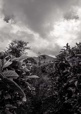 tea garden black and white