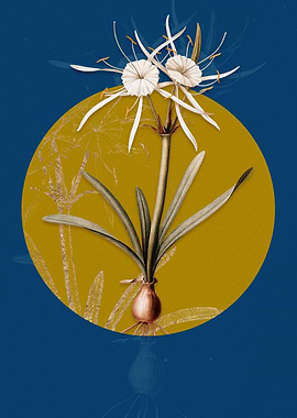 Streambank Spiderlily