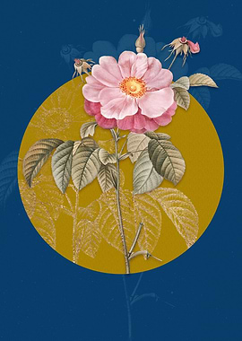 Speckled Provins Rose