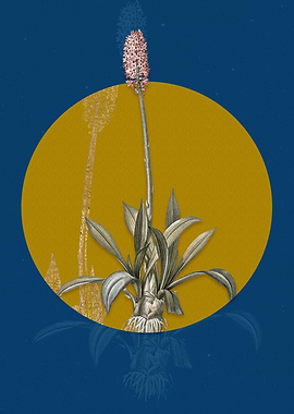 Vintage Swamp Pink Flower