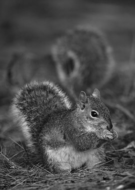 Gray Squirrels Foraging