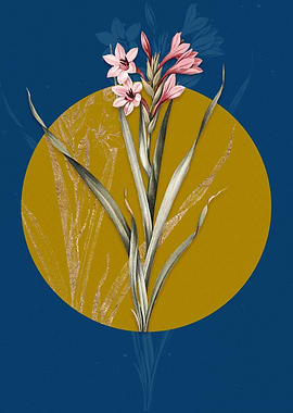 Vintage Sword Lily Flowers