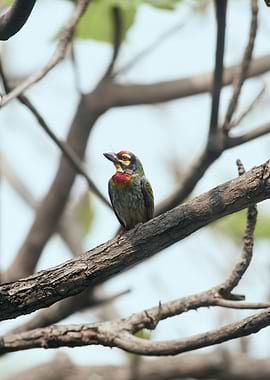 Coppersmith Barbet