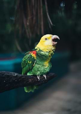 yelow green bird