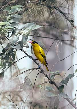 Black Naped Oriole