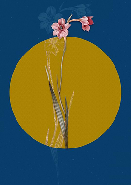 Vintage Sword Lily Flower