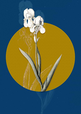 Vintage Tall Bearded Iris