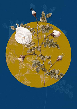 Silver Flower Hispid Rose