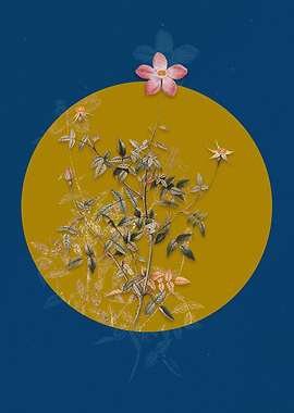 Single Dwarf Chinese Rose