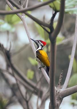 Black Rumped Flameback