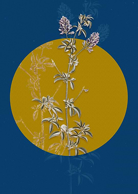 Spanish Clover Bloom