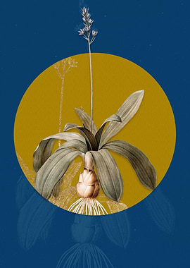 Scilla Lilio Hyacinthus