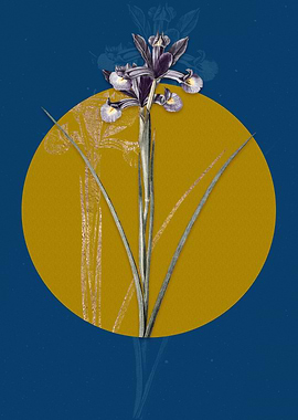 Vintage Spanish Iris