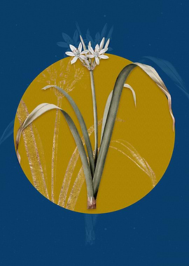 Small Flowered Pancratium