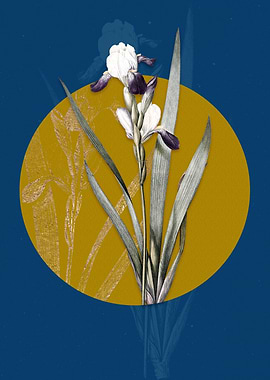 Vintage Tall Bearded Iris