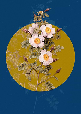 Thornless Burnet Rose